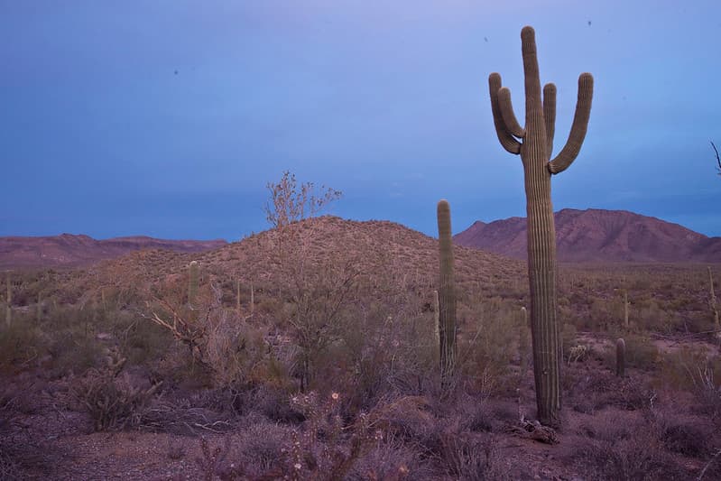 Sonoran Desert National Monument