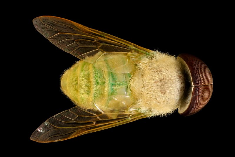 Animals, center, jacobschlorotabanus