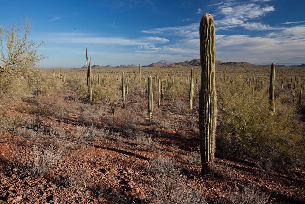 Ironwood Forest National Monument