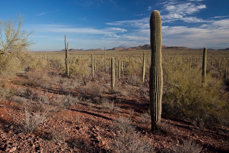 Ironwood Forest National Monument