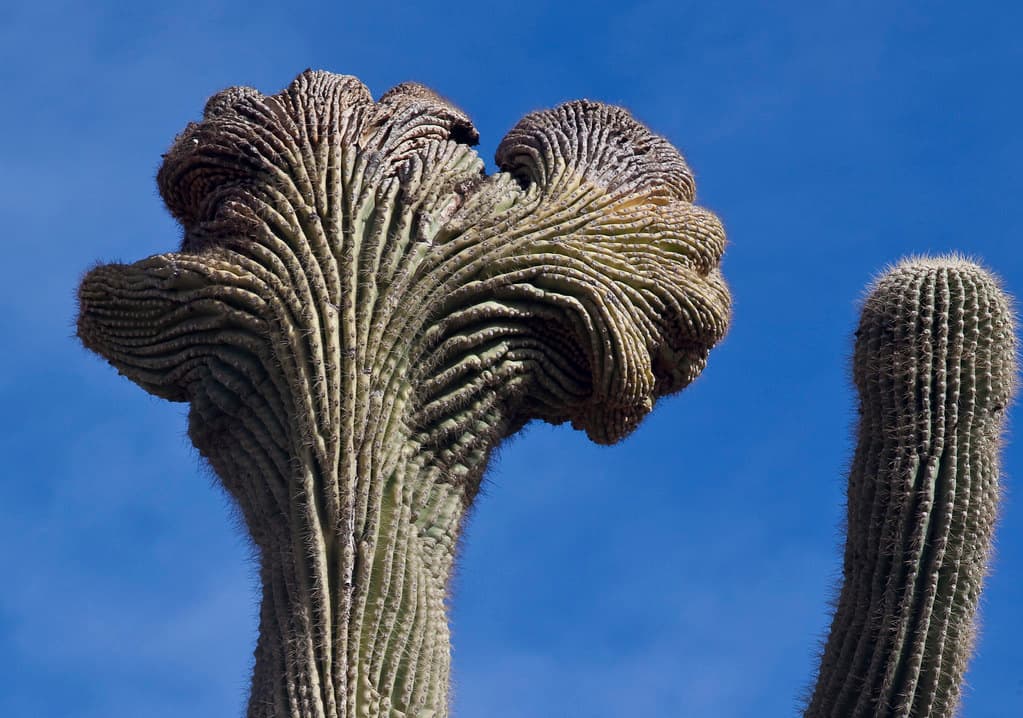 Sonoran Desert National Monument