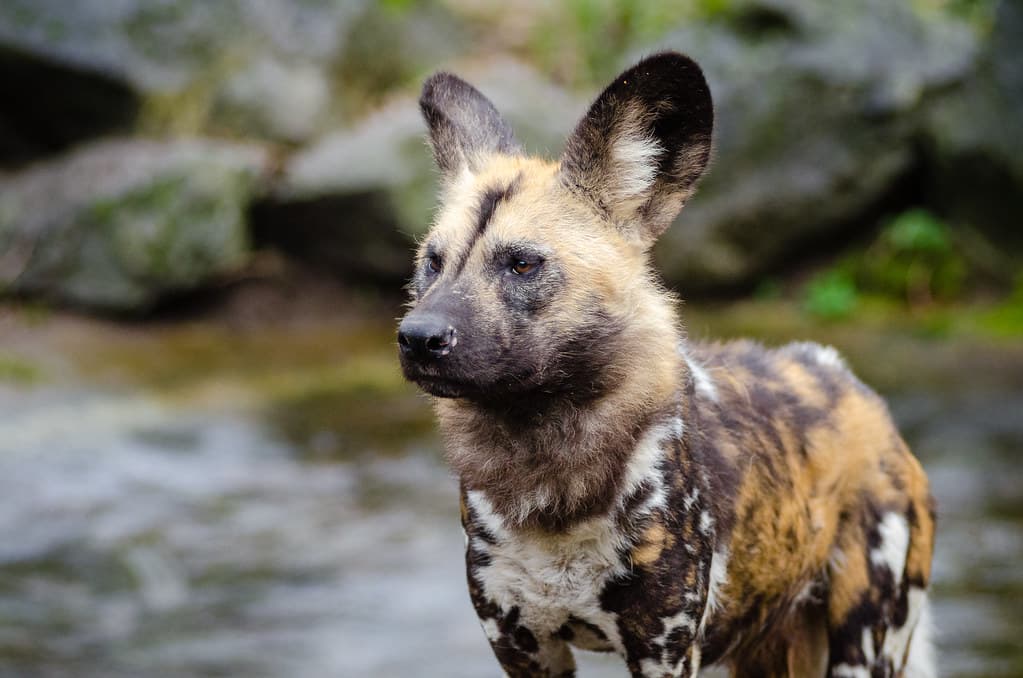 African wild dog