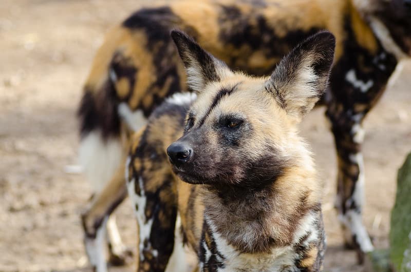 African wild dog