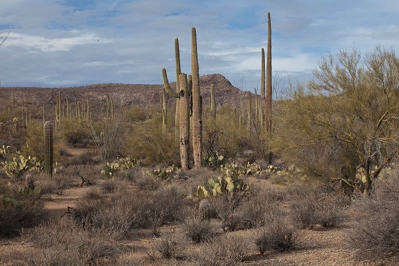 Sonoran Desert National Monument