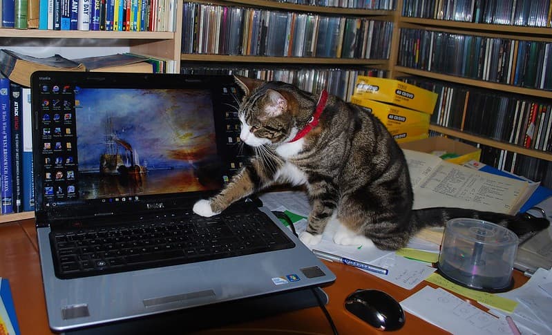 Jasper at the Computer