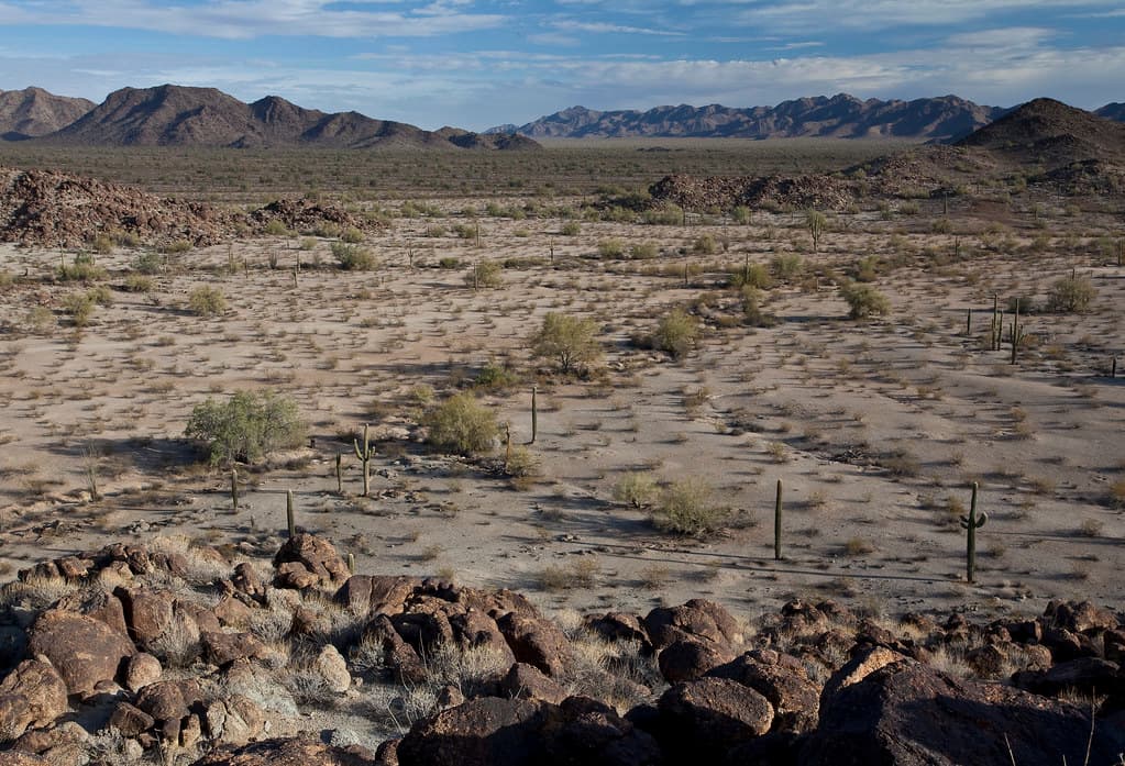 Sonoran Desert National Monument
