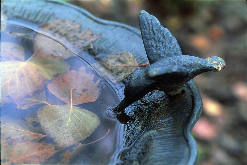 Bird bath