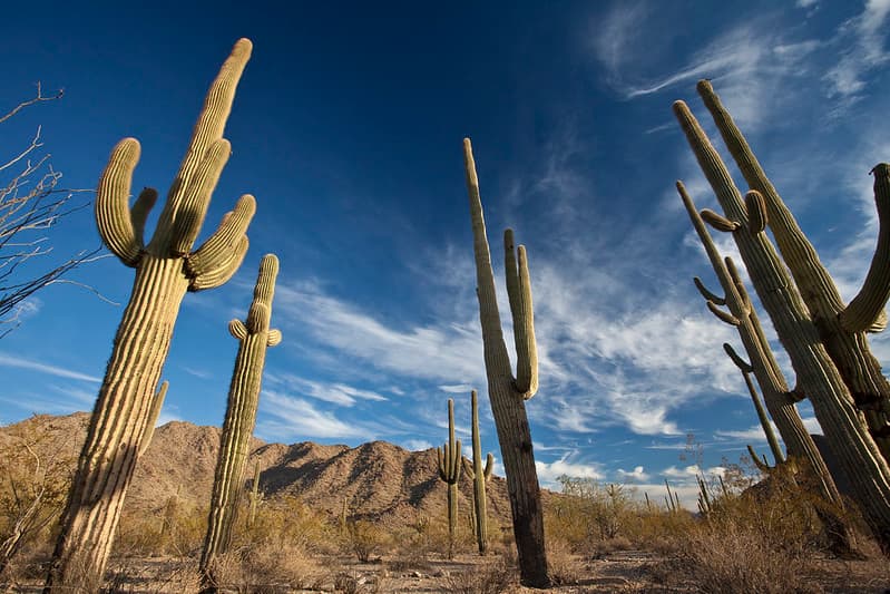 Sonoran Desert National Monument