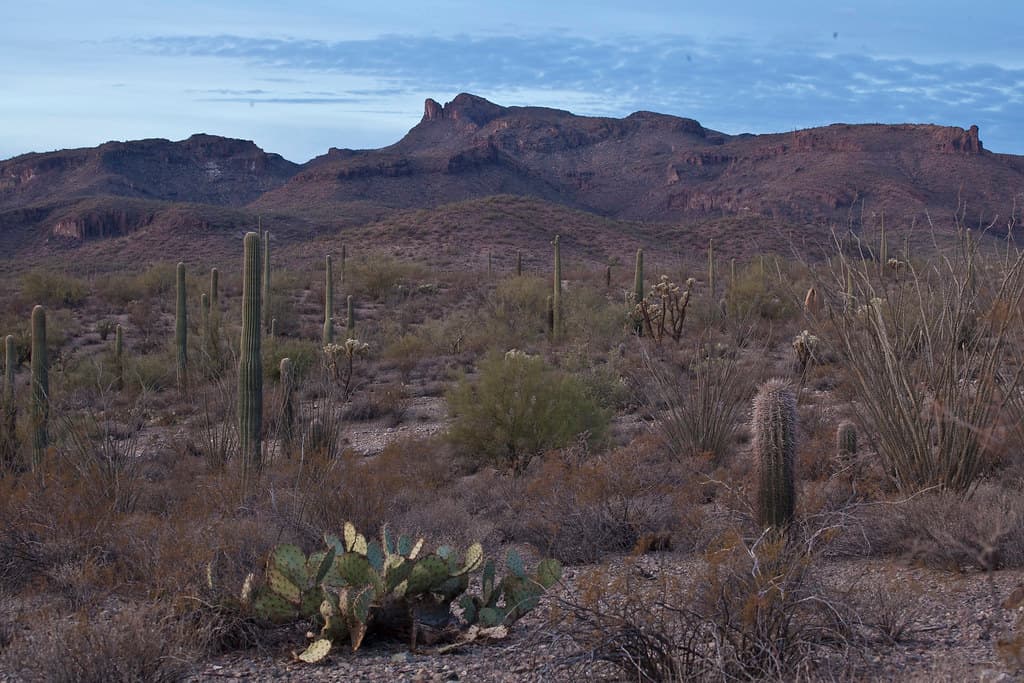 Sonoran Desert National Monument