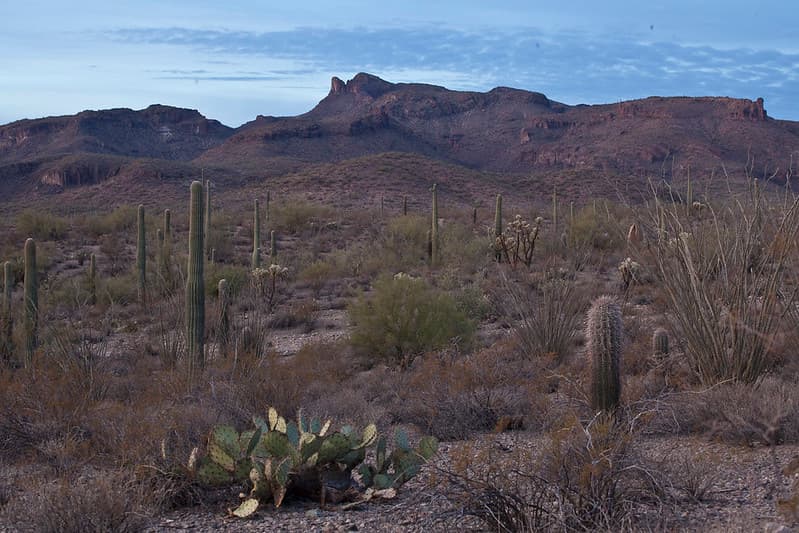 Sonoran Desert National Monument
