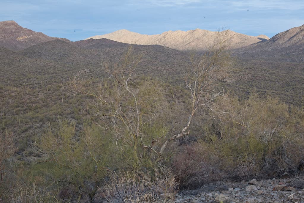 Sonoran Desert National Monument