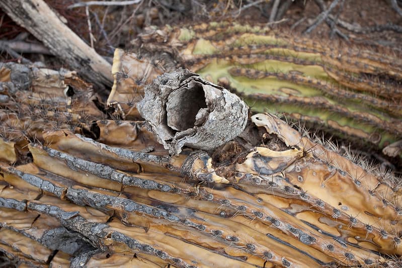 Sonoran Desert National Monument