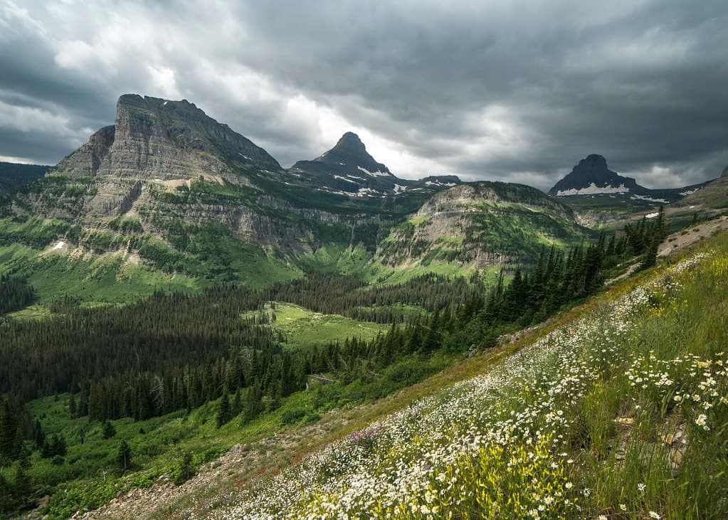 Heavy Runner Mountain- Wildflowers