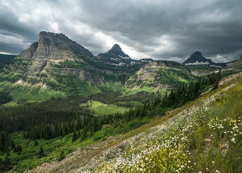 Heavy Runner Mountain- Wildflowers