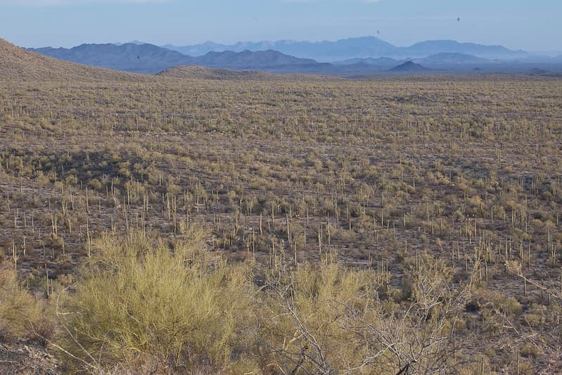 Sonoran Desert National Monument