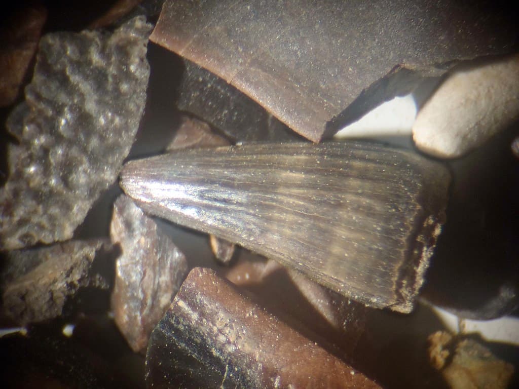 Picture through microscope
