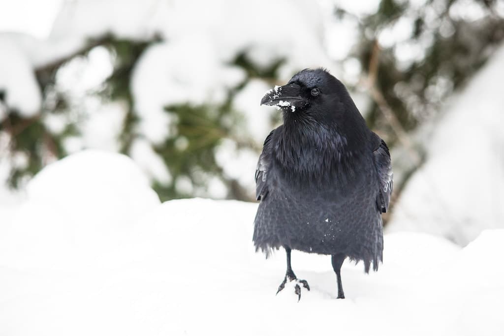 Raven Searching for Food