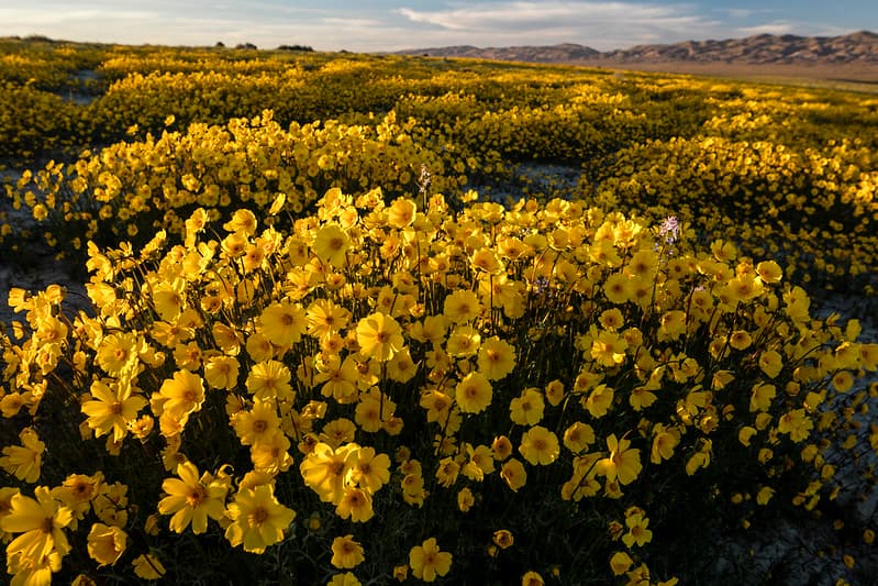Carrizo Plain National Monument