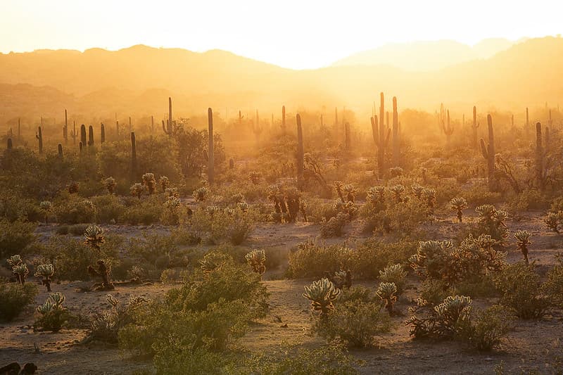 Sonoran Desert National Monument