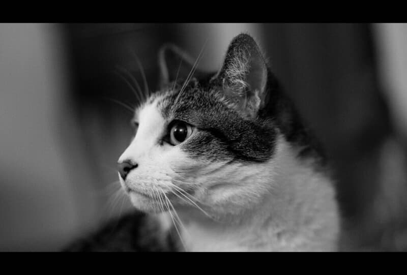 Easter Bunny Cat