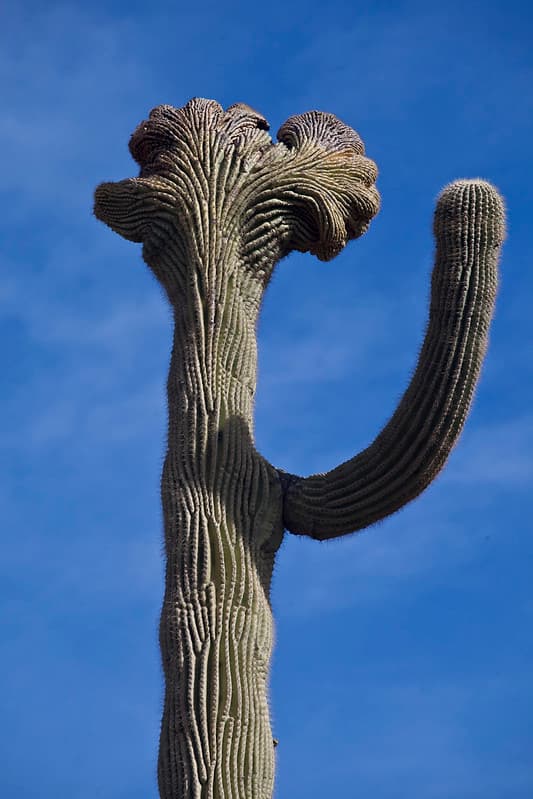 Sonoran Desert National Monument