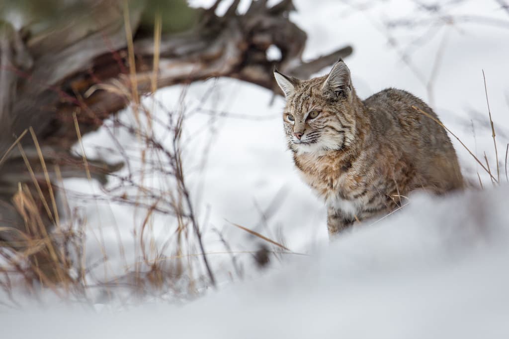 Bobcat along the Madison River