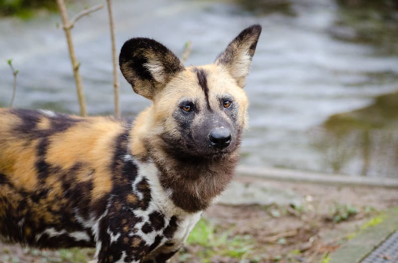 African wild dog
