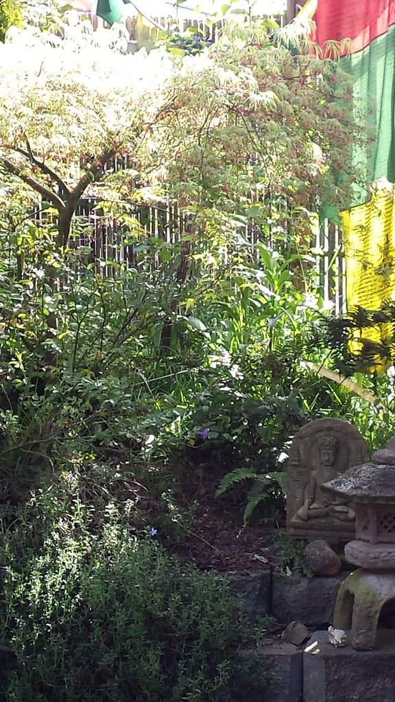 Bamboofence, japanesemaple, morning