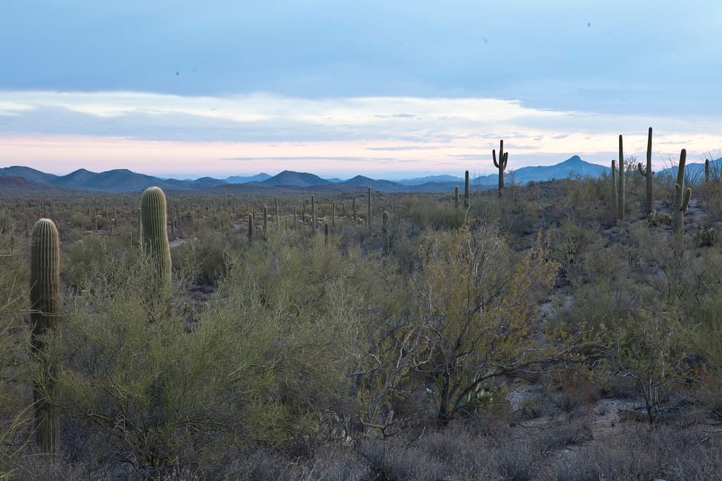 Sonoran Desert National Monument