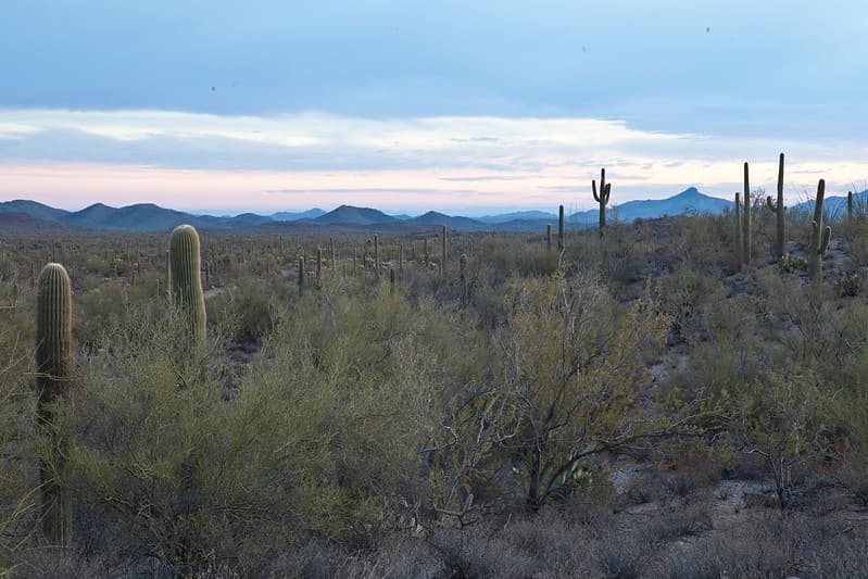 Sonoran Desert National Monument