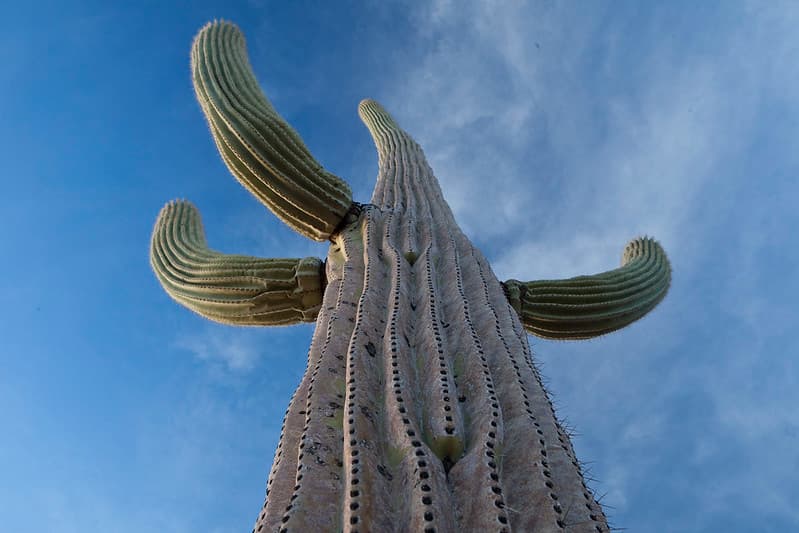 Ironwood Forest National Monument
