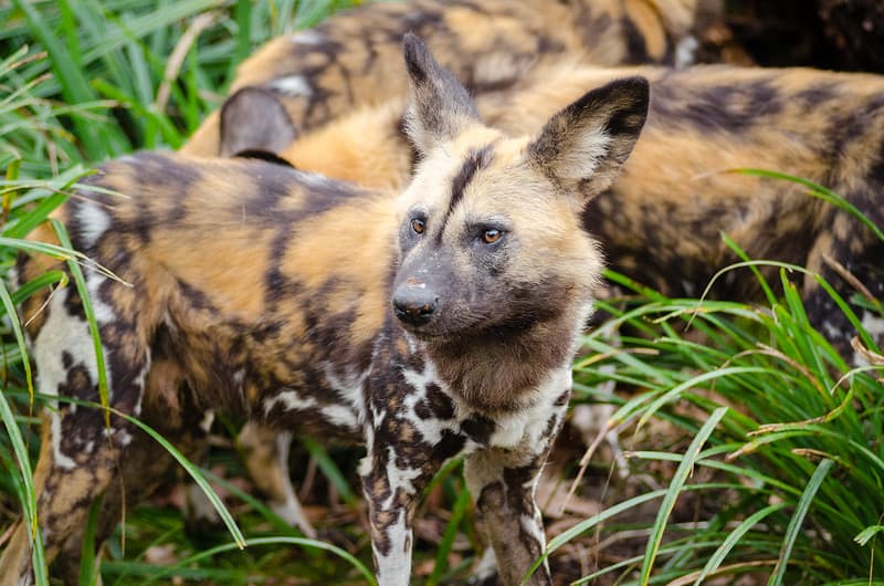 African wild dog