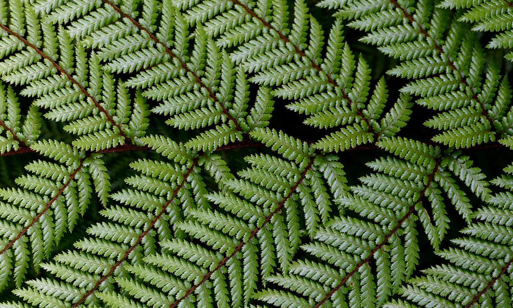 Dicksonia squarrosa Wheki. NZ Fern.