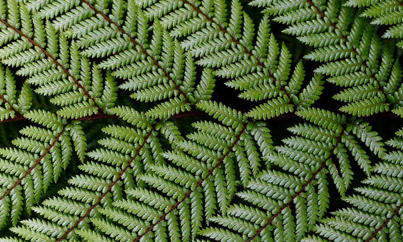 Dicksonia squarrosa Wheki. NZ Fern.