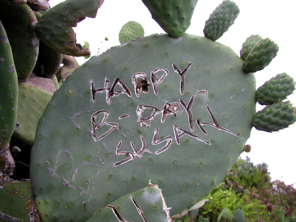 Graffiti Prickly Pear