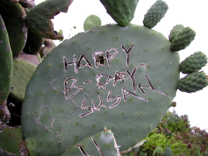 Graffiti Prickly Pear