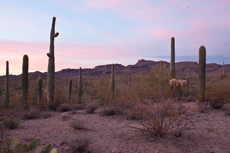 Sonoran Desert National Monument