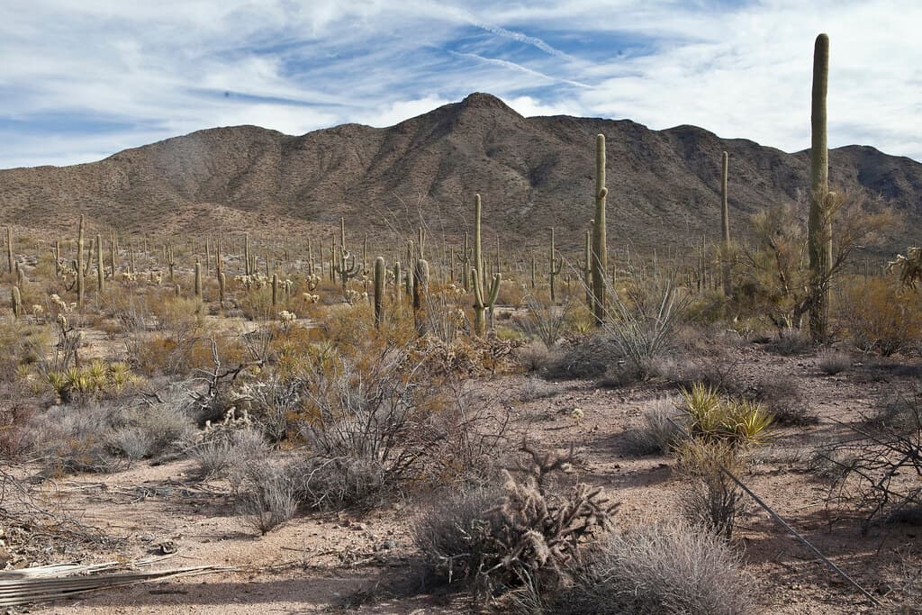 Sonoran Desert National Monument