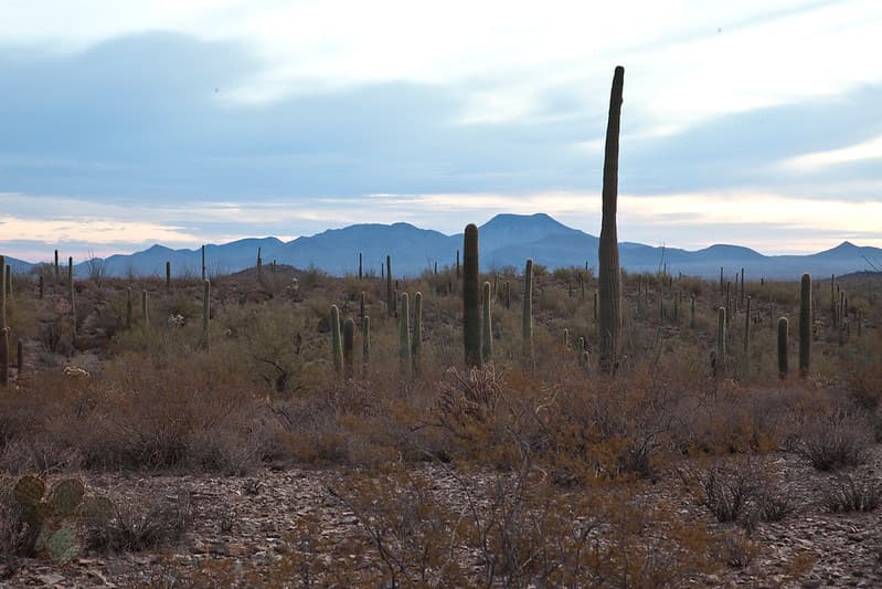 Sonoran Desert National Monument