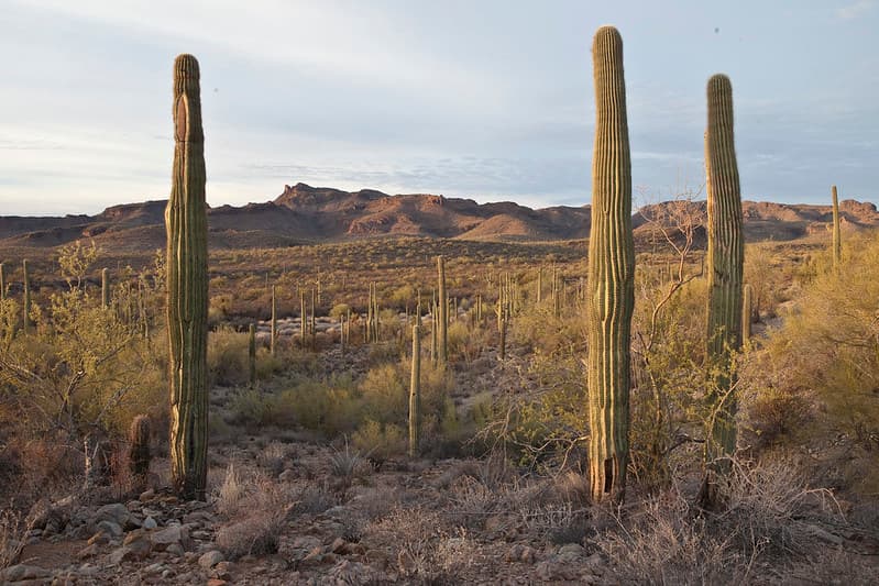 Sonoran Desert National Monument