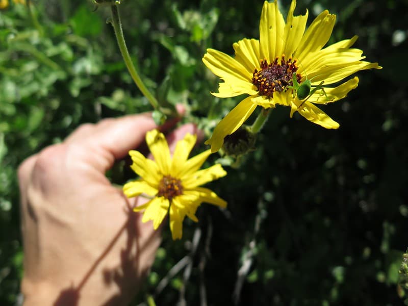 Bush Sunflower
