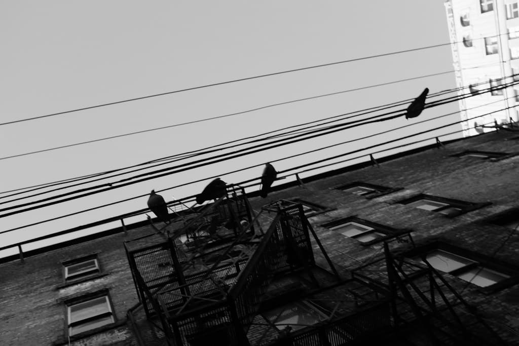 052 - 4 birds on a wire 29December2015 Vancouver X100T oocjpeg