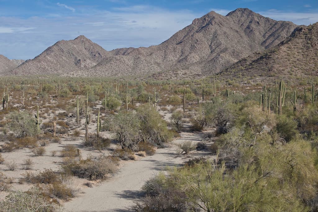 Sonoran Desert National Monument