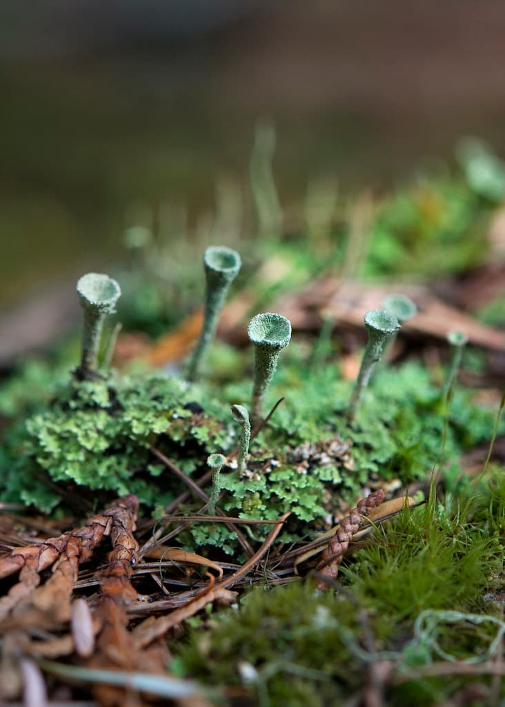 Forest Floor- Cup Lichen Wonderland B