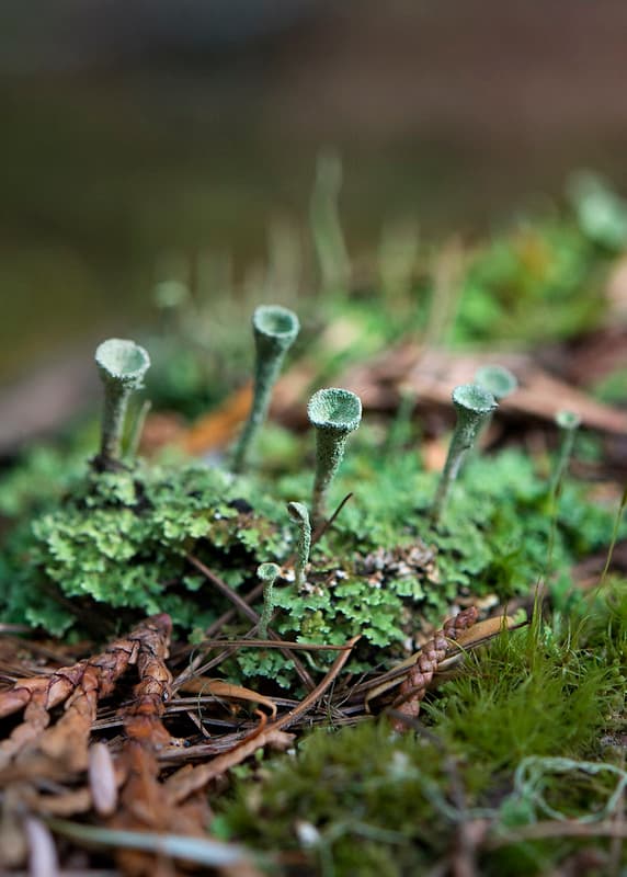 Forest Floor- Cup Lichen Wonderland B