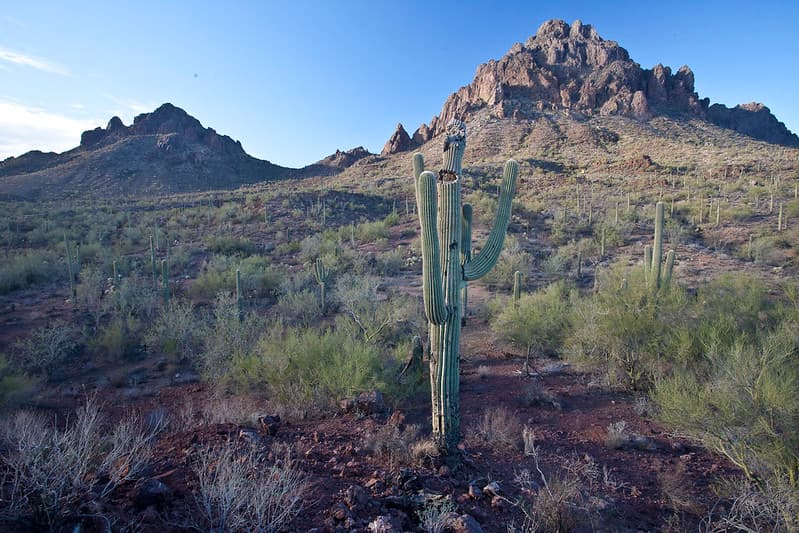 Ironwood Forest National Monument