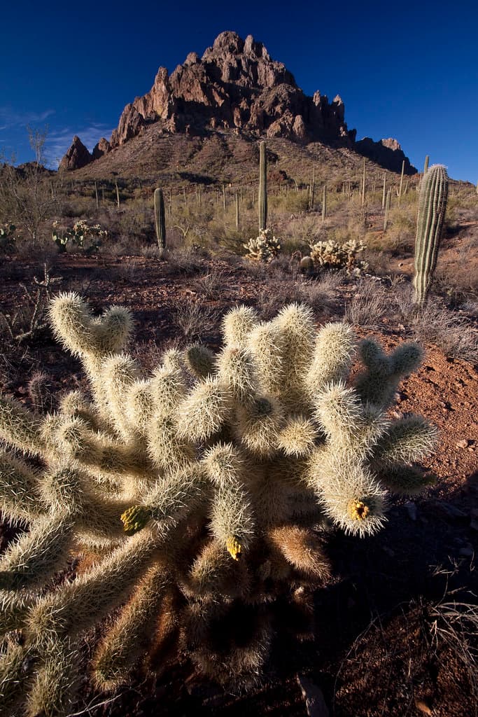 Ironwood Forest National Monument