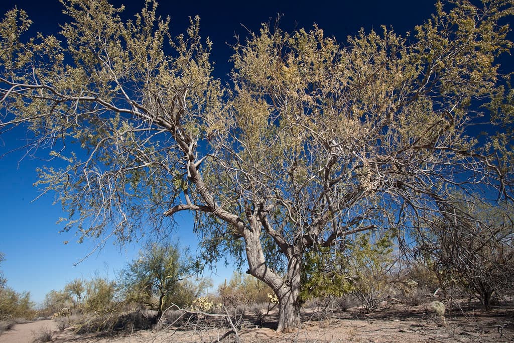 Ironwood Forest National Monument