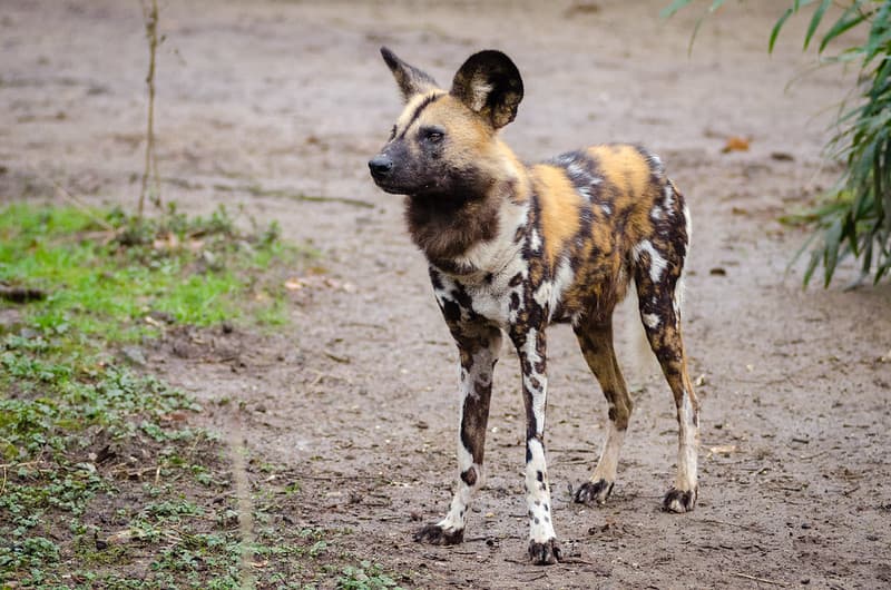 African wild dog