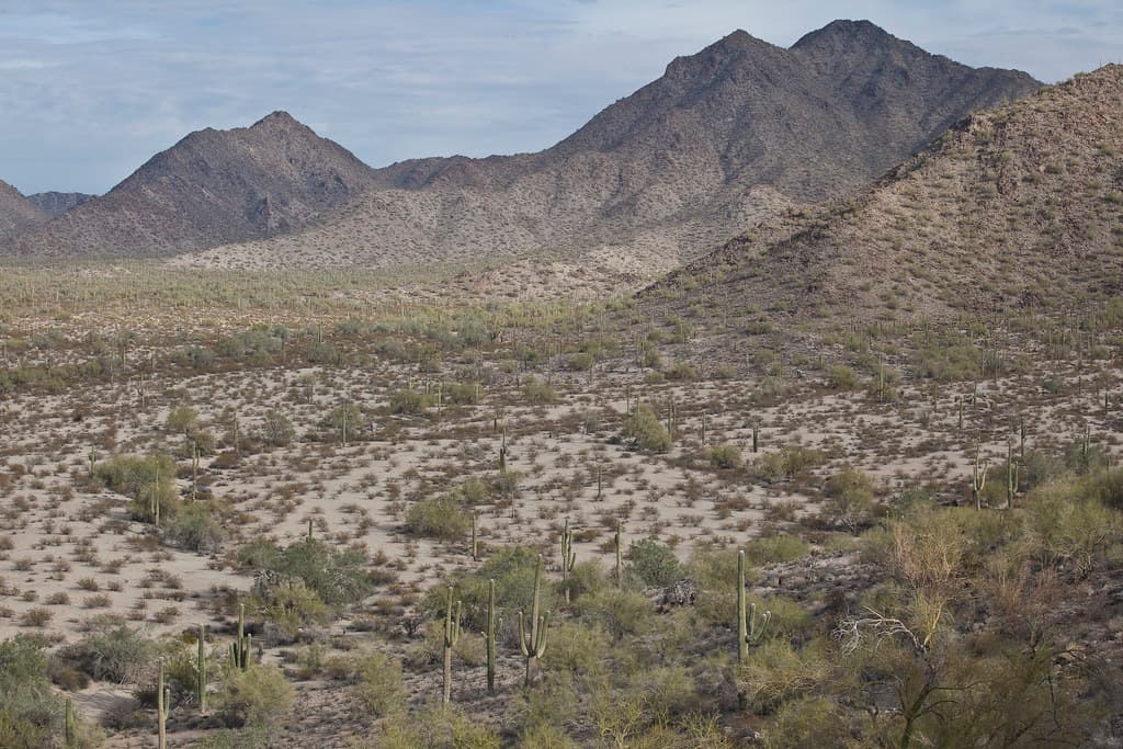 Sonoran Desert National Monument